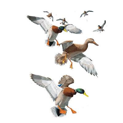 Duck Hunting: Using Motion Duck Decoys