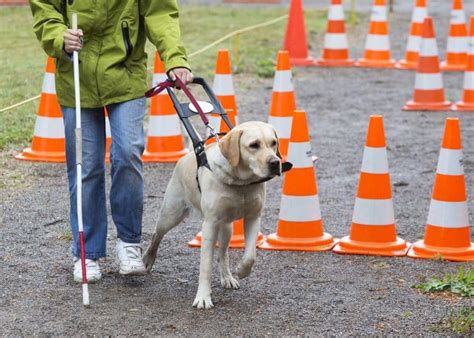 7 Types of Dog Training: Which Method is Best?