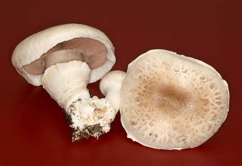 California Fungi: Agaricus bisporus