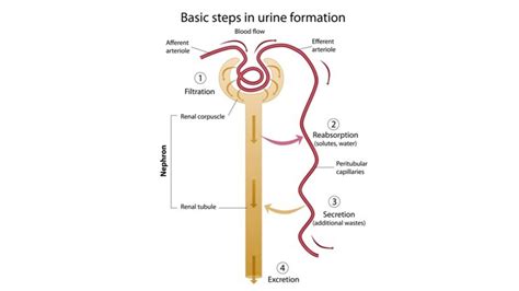 Physiology of Urine Formation - Solution Parmacy