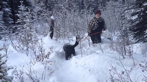 Newfoundland dog in deep snow - YouTube