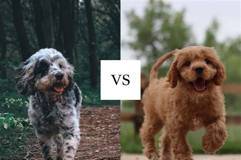 Cavapoo vs Cockapoo: Cocker Mixes Compared - Spaniel Advisor