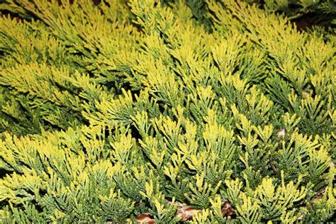 How to Grow and Care for Creeping Juniper | Gardener’s Path