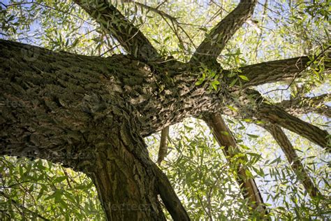 Tree Branches with Leaves 14272280 Stock Photo at Vecteezy