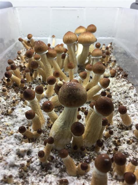 First time growing shrooms! I can’t believe it actually worked after ...