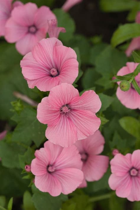 Beautiful Lavatera Flowers. Pink Lavatera Flowers in the Blurry Green ...