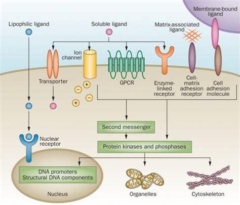 4 Major Types of Receptors | Their Role and Functions in the Body