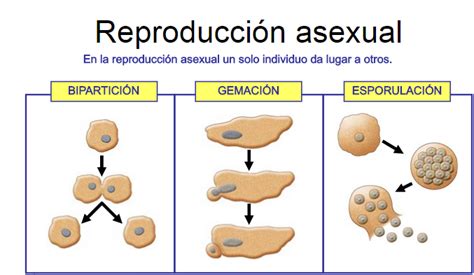 Seres Vivos De Reproduccion Asexual