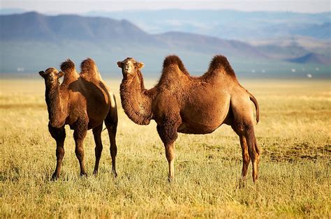 Where Do Camels Live? - WorldAtlas