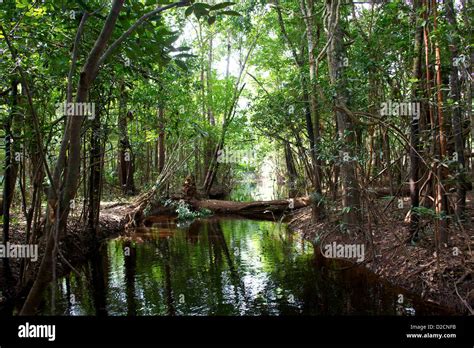 A small tributary on the Amazon river leading through the jungle to a hidden lake Stock Photo ...