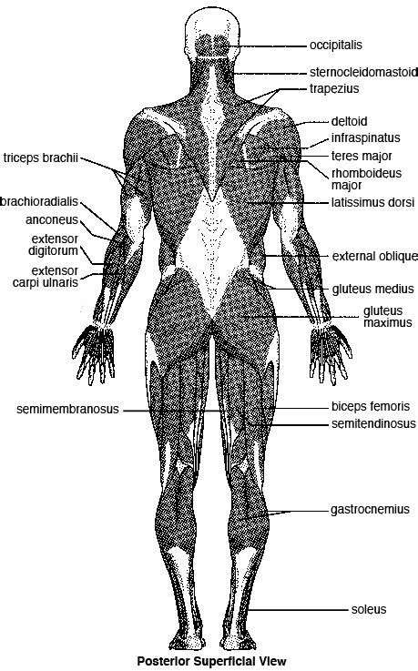 Anatomy Of Skeletal Muscle