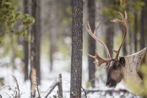 ‘A huge win’: B.C. government suspends logging in endangered caribou habitat near Revelstoke ...