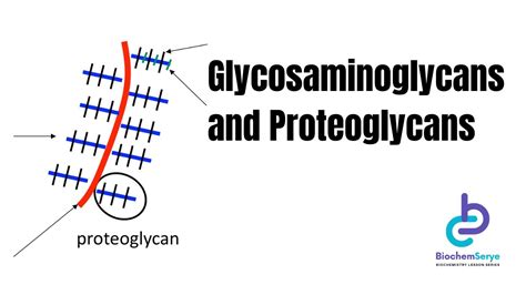 Glycosaminoglycans/Proteoglycans - Biochemistry - YouTube