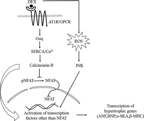 Schematic representation of the proposed mechanism of action of... | Download Scientific Diagram