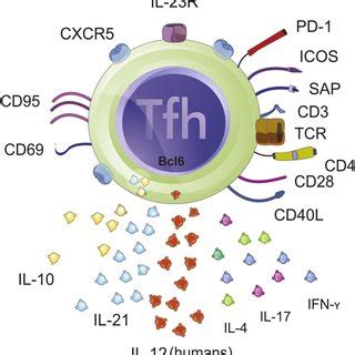 (PDF) Follicular helper T cell in immunity and autoimmunity