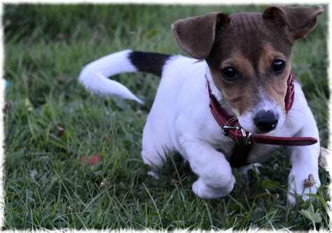 Jack Russell Terrier 5 Free Stock Photo - Public Domain Pictures