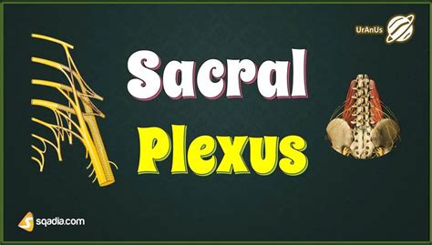 Sacral Plexus