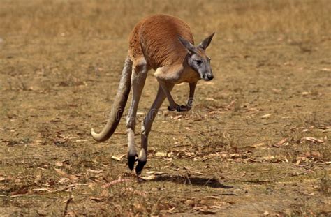 Red Kangaroo, Macropus Rufus, Mother Carrying Joey In Its Pouch, Australia Stock Photo - Image ...