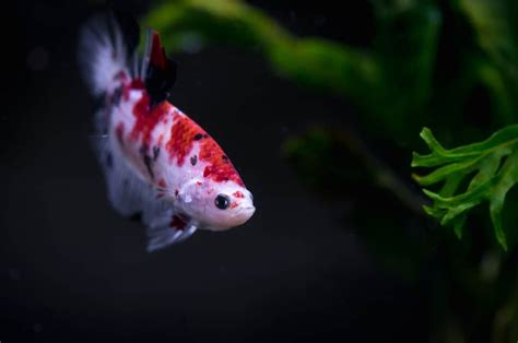 Koi Betta Fish: A Complete Care Guide - Fish Tank Master