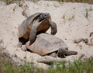 Gopher Tortoise - Description, Life Span, Reproduction, Habitat and ...