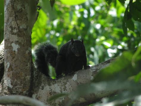 Yucatan Squirrel .bz (3) | Dino Kanlic | Flickr