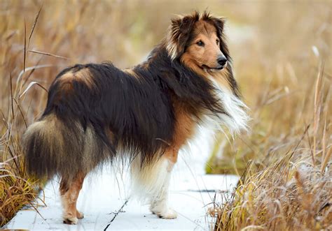 Sheltie Puppies for Sale Near Me | Central Park Puppies