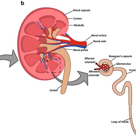 Detailed Anatomy Of Kidney