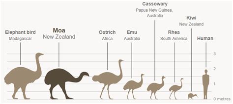 Ratite birds | Ratite, Prehistoric wildlife, Birds