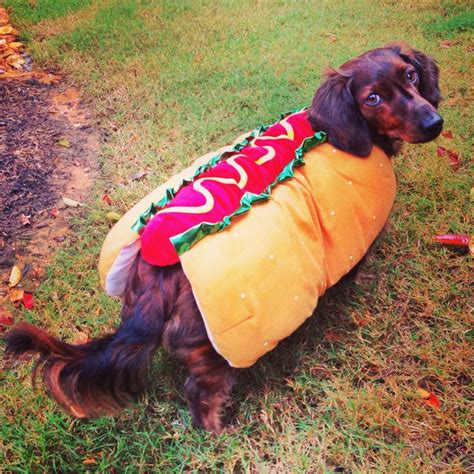 Dachshund hot dog Halloween costume | Stole my heart | Pinterest