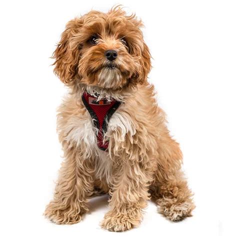 Cavoodle Dog Breed Information | Temperament & Health