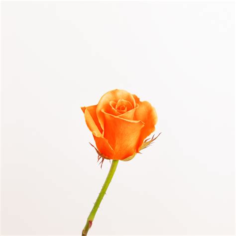 Flores de color naranja que tienes que conocer - Colvin