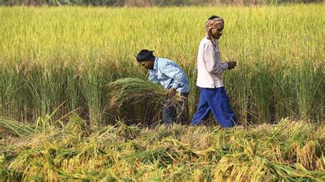 Three dead, crops damaged as hailstorm hits parts of Maharashtra