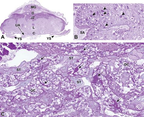 Placenta Histology Labeled | The Best Porn Website