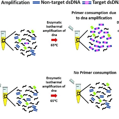 121929 PDFs | Review articles in DNA AMPLIFICATION