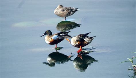 Hebbal Lake: Birds & Birders’ Paradise - Star of Mysore