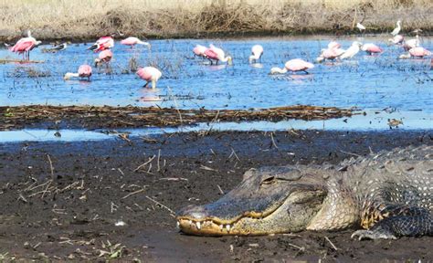 Myakka River State Park, Sarasota, for wildlife, nature