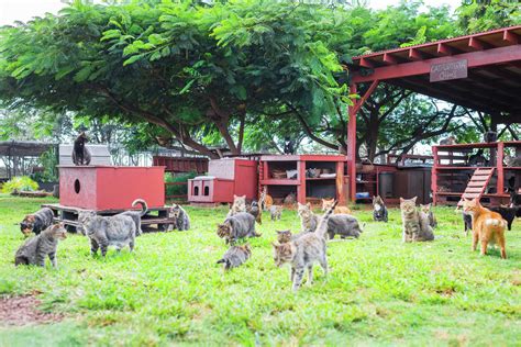 One Hawaii woman’s quest to save the feral cats of Lanai at the Lanai Cat Sanctuary.