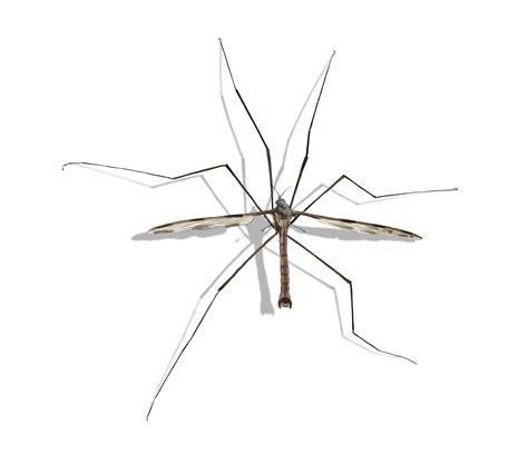 Mosquito Eater Facts You Should Know | AAI Pest Control