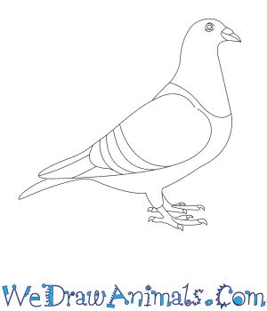 Pigeon Head Drawing