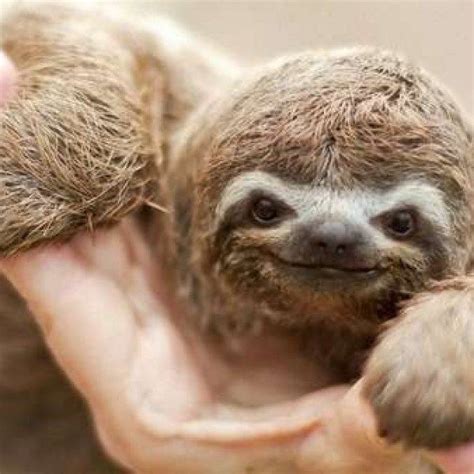 These Photos Of Smiling Sloths Will Make You Fall In Love, Fur Sure ...