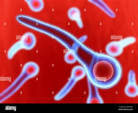 La bacteria del tétano Fotografía de stock - Alamy