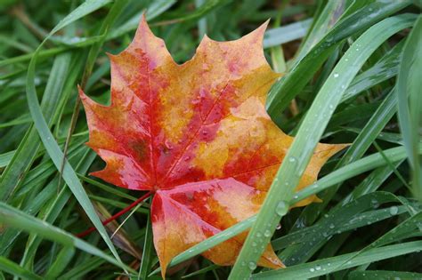 Leaf Fall Norway Maple - Free photo on Pixabay - Pixabay