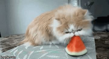 Image tagged in gifs,cats,cat eating watermelon - Imgflip
