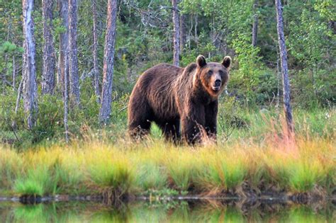 Photography and Bear Watching Holiday in Kuhmo, Eastern Finland