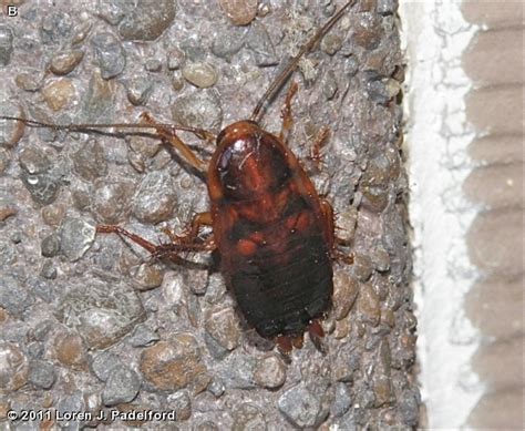 PENNSYLVANIA WOOD COCKROACH NYMPH - Fontenelle Forest Nature Search ...