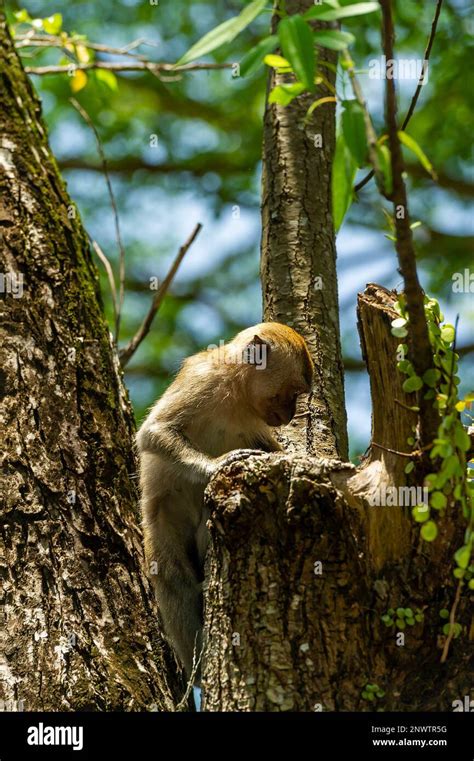 Baby Macaque Monkeys playing in the sunshine in Malaysia Stock Photo - Alamy