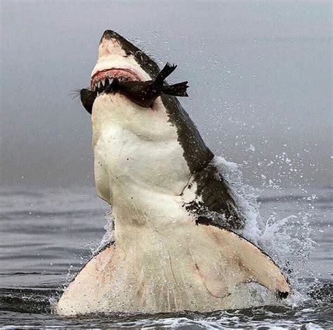 Shark and seal. : r/natureismetal