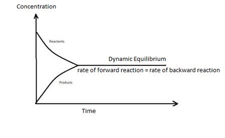 Explain the term dynamic equilibrium. | Homework.Study.com