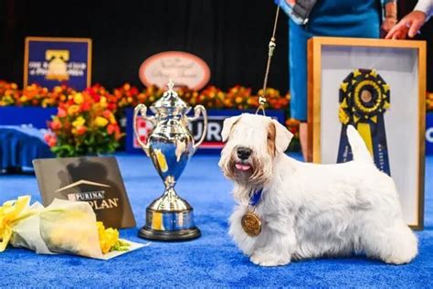 National Dog Show winner 2023: Stache, a Sealyham terrier