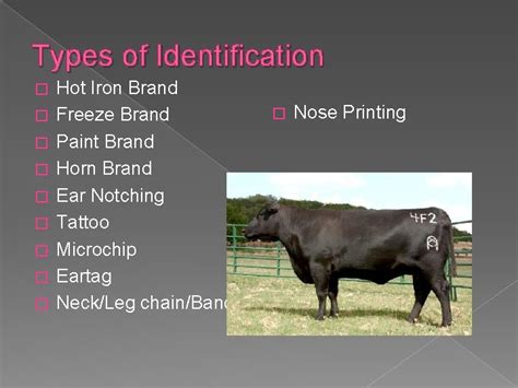 Livestock Identification Methods Objectives Explore the reasons for